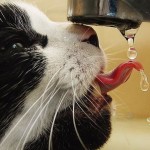 Kot nagle zaczyna pić dużo wody: Możliwe objawy