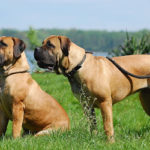 boerboel4