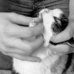Badanie jamy ustnej kota
