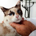 Wprowadzanie leków do oczu kota 1