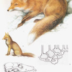 Lis – Vulpes vulpes