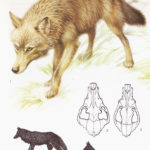 Wilk - Canis lupus