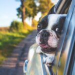 Dzięki własnemu fotelikowi samochodowemu Twój pies będzie jeździł bezpieczniej – Ty też. Pixabay Pexels 2023